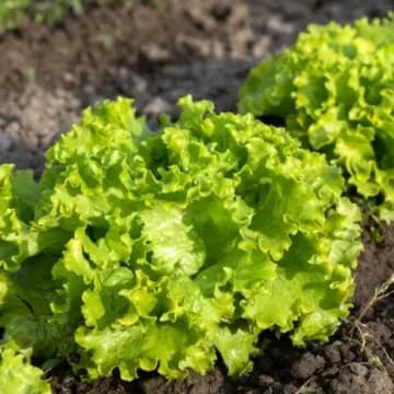 Vegetable basket